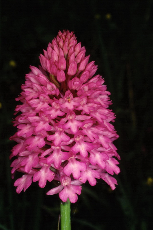 Orchidee in una villa vicino a Piediluco (Terni)